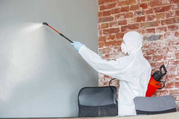 Best Basement Mold Removal  in Cashmere, WA