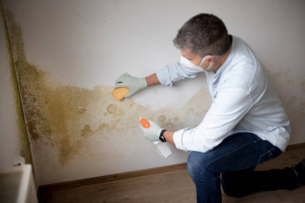 Best Post-Construction Mold Inspection  in Cashmere, WA