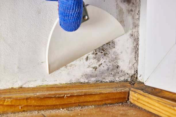 Best Forensic Mold Investigation  in Cashmere, WA